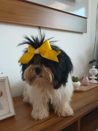 Shih tzu