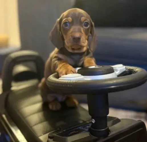 Filhote de cachorro dachshund/teckel/basset/salsicha/cofap vacinado