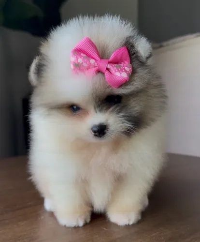 Menina Spitz alemão anão - lulu da pomerânia