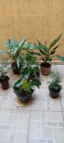 Vasos com plantas interna