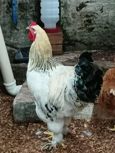 150.00 Brahma.
