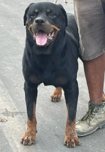 PADREADOR ROTWEILLER