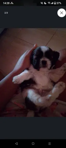 Cachorro macho raça Shitzu 