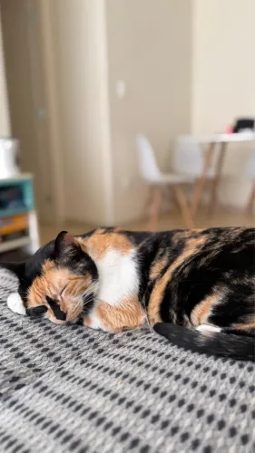 Gata castrada e dócil para adoção responsável 