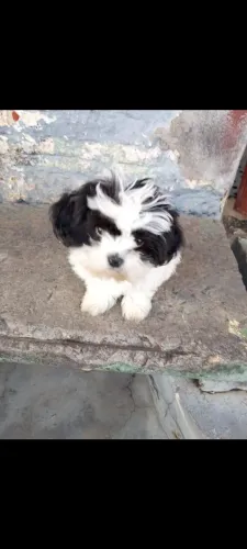 Cadelinha  shih Tzu 4 meses 