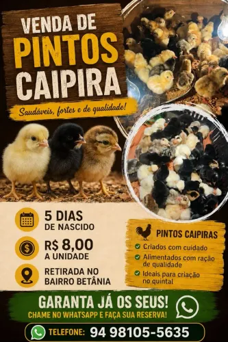 Pintinho caipira com 20 dias 