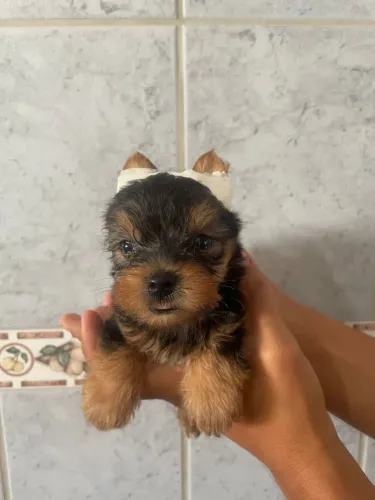 Yorkshire terrier macho micro