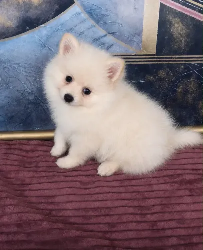 LULU DA POMERANIA/SPITZ ALEMÃO COM PEDIGREE