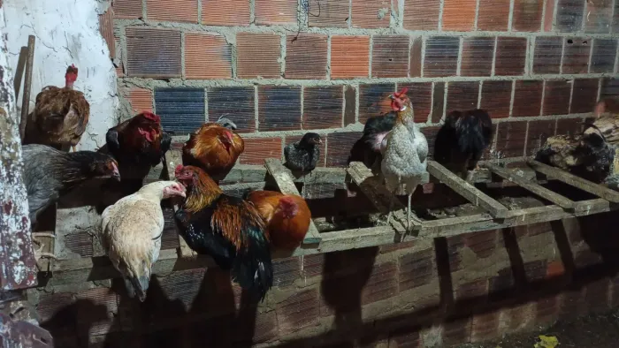 Frangos e galos