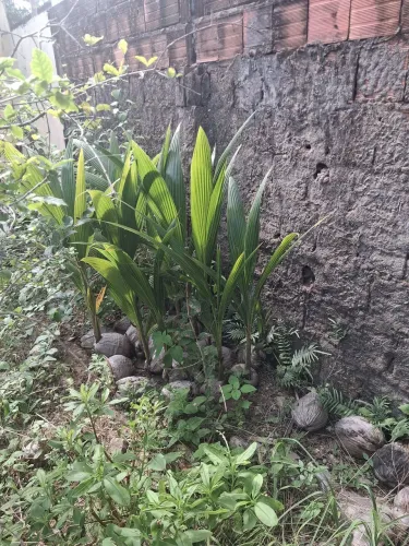 MUDAS DE PÉ DE COCO ANÃ