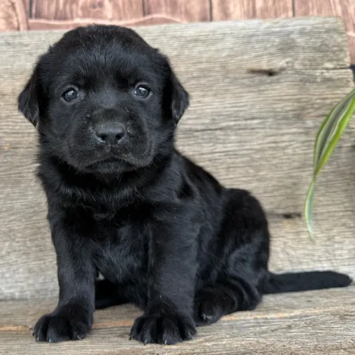 Labrador | "Raça " Legítimos, Poucos filhotes disponível.
