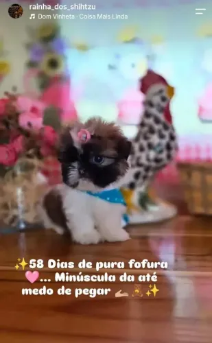 Shih-tzu