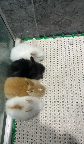 Coelho Mini Lion