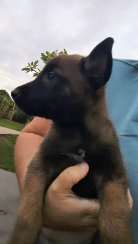 Pastor belga malinois com pedigree últimas unidades