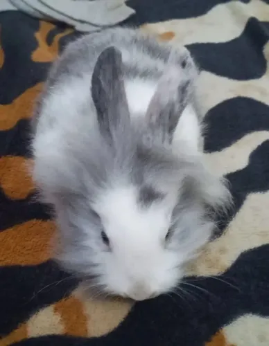 Coelho mini lion