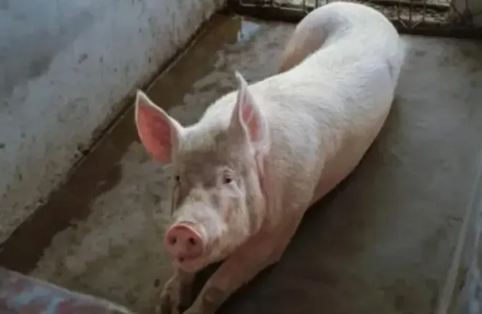 Vendo Porco Caipira, criado só no milho manda no ZAP *65