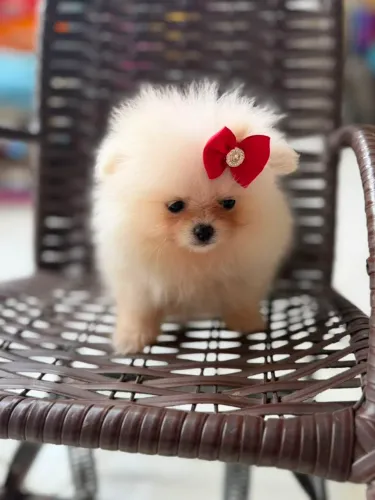 Spitz Alemão Fêmea lulu da Pomerania