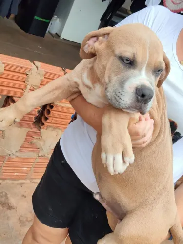 Pitmonster 