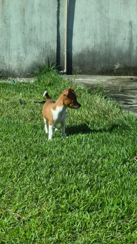 Cachorro