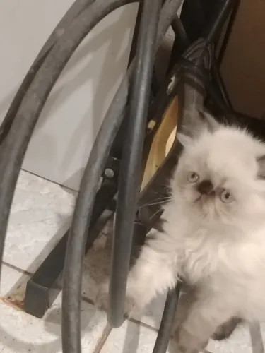 Gato Persa