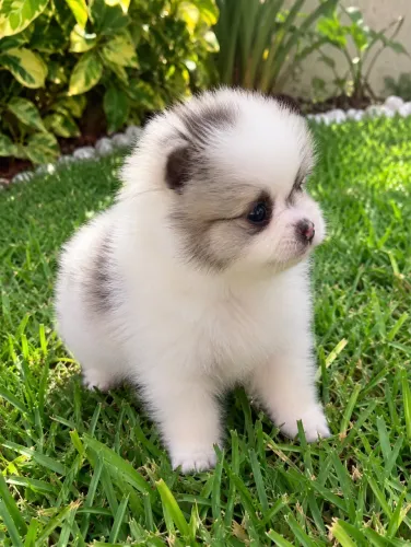 Spitz alemão anão fêmea linda