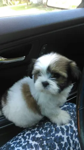Shih Tzu Um reforço para jogar a vida toda ao seu lado