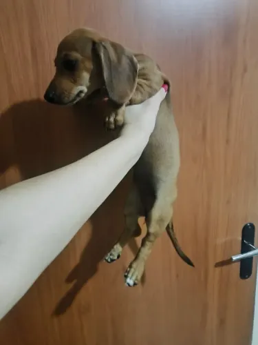 filhote de dachshund (salsichinha)fêmea kaninchem