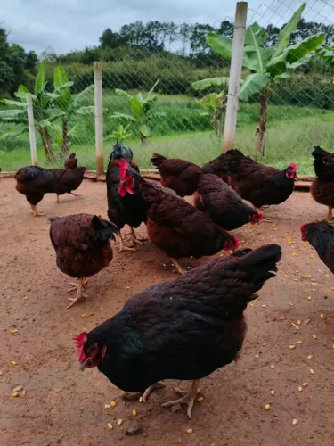 Pintinhos Rhode island Red, rodia, rodhia, Gigante negro, Poedeira e Carijo