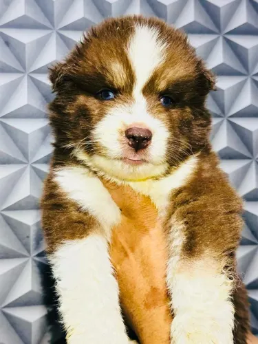 Filhote de husky siberiano