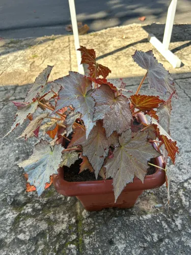 Begonia Rex - Vaso grande
