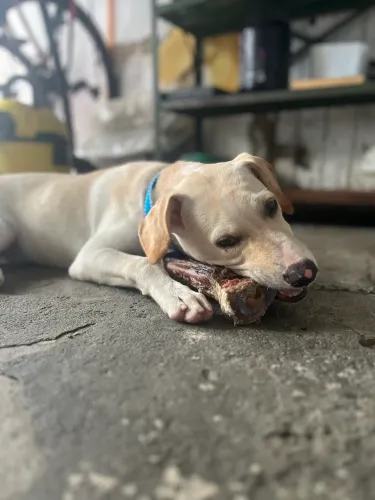 Cachorro