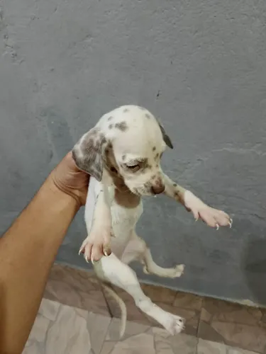 Cachorro dálmata