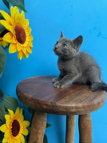 Russian Blue Filhotes