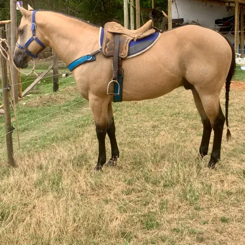 Cavalo de Vaquejada e reprodução 