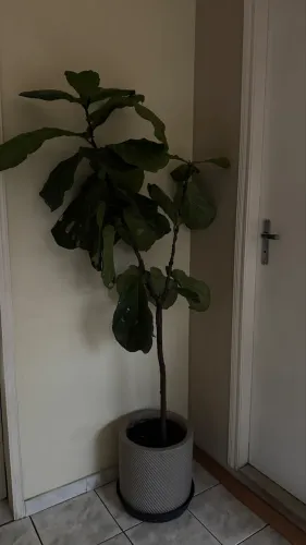 Ficus Lyrata Grande com Poda para Criar Galhos