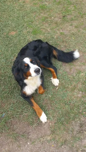 Femea adulta Bernese pedigree