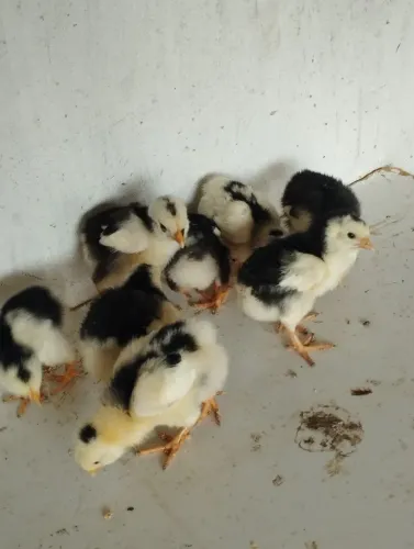 Vendo pintinhos gsb alta genética.