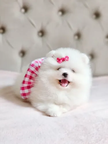Spitz Alemão - Lulu da Pomerânia 