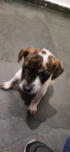 Doa-se cachorrinha 
