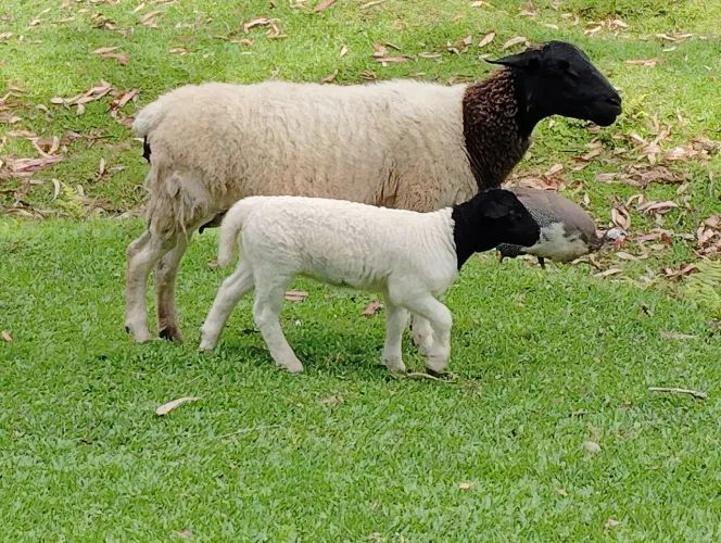  ovelhas ovinos dorper
