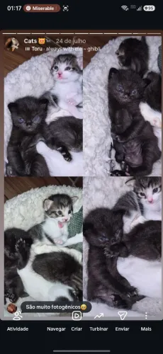 Gatinhos para doação