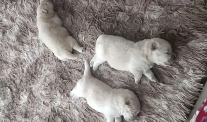 Vende-se filhote de Chow Chow brancos