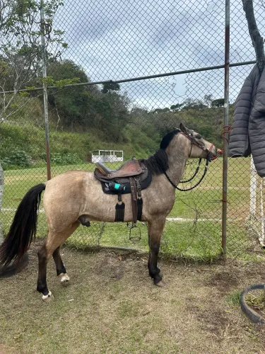Mangalarga mineiro 
