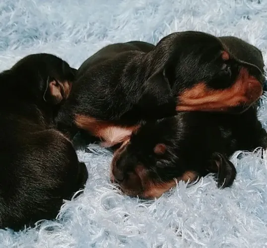 Fêmea daschshund Teckel