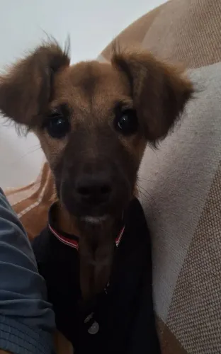 Cachorro SDR para adoção 
