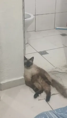 ESTOU DOANDO GATA CASTRADA TEM 1 ANO 7 MESES