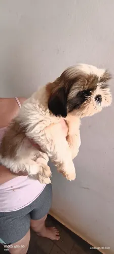 Shitzu
