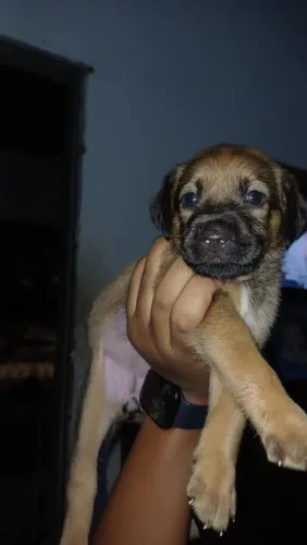 ADOTE e receba muito amor