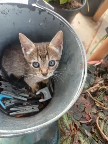 DOAÇÕES DE GATOS