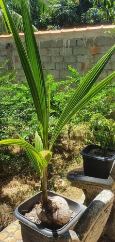 Mudas de coqueiros verdes 